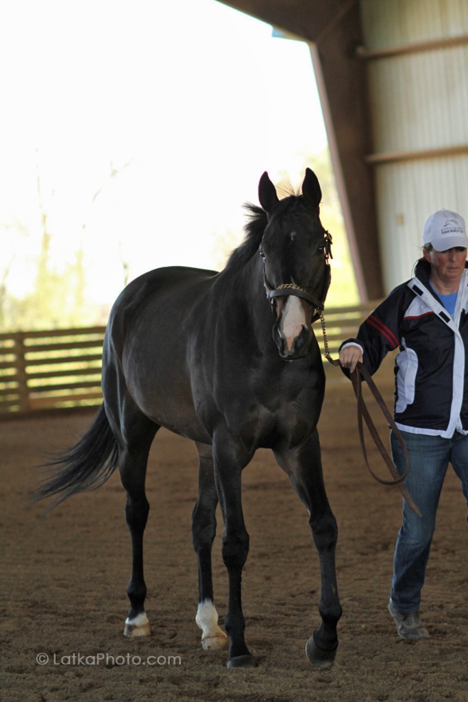 A mare available from New Vocations in May 2014.