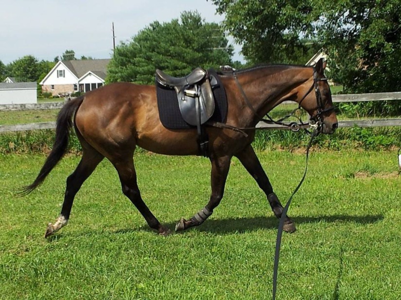 Jewel on the lunge.
